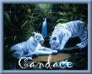White Tigers Candace