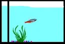 Guppie Tank 