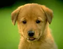 Dog 007