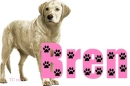 Golden Lab w/ Bren