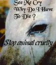 animal cruelty