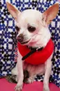 cute dog