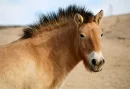 Rare ttpe of horse