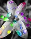 gray flower