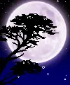 moonlight