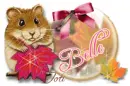 Belle ... lovely hamster