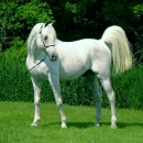 stallion