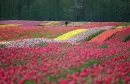 flowers field