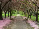 flowers way