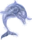 dolphin