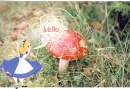hello.alice.