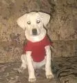 doggie puppie lab labrador