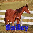 Bailey Horses