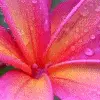 pink flower