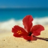summer flower