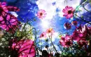 pink flowers