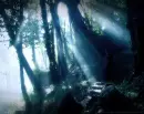 sun in forrest