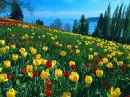 tulips field