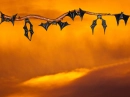 Halloween bats
