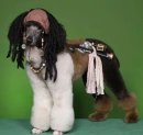 jack sparrow dog