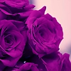 Purple Roses
