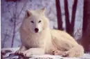 Wofl