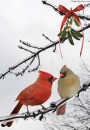 CARDNIAL