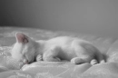 Kitty <33