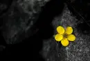 alone flower