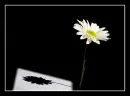lonely flower