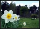 white flowers