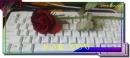 Rose for YOu with love