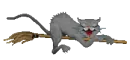 Cat On Broom