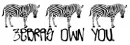 Zebra's Own Youu.