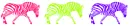 Zebra Flash~