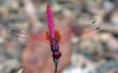pink dragonfly