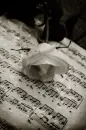flowers notes