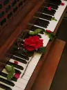piano rose
