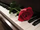 piano rose