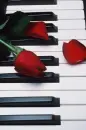 piano rose