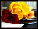 piano rose