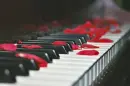 piano rose