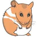 cute hamster