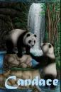 Candace Panda River