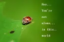not alone
