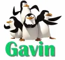 gavin
