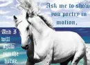 A horse is poetry in motion