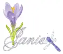 dragonfly janie