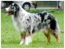 aussie