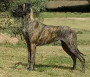 great dane